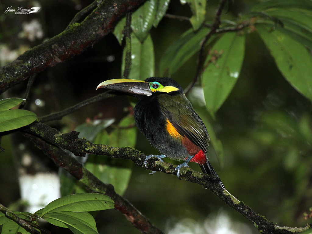 image Yellow-eared Toucanet